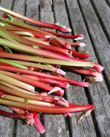 rabarber uit de tuin